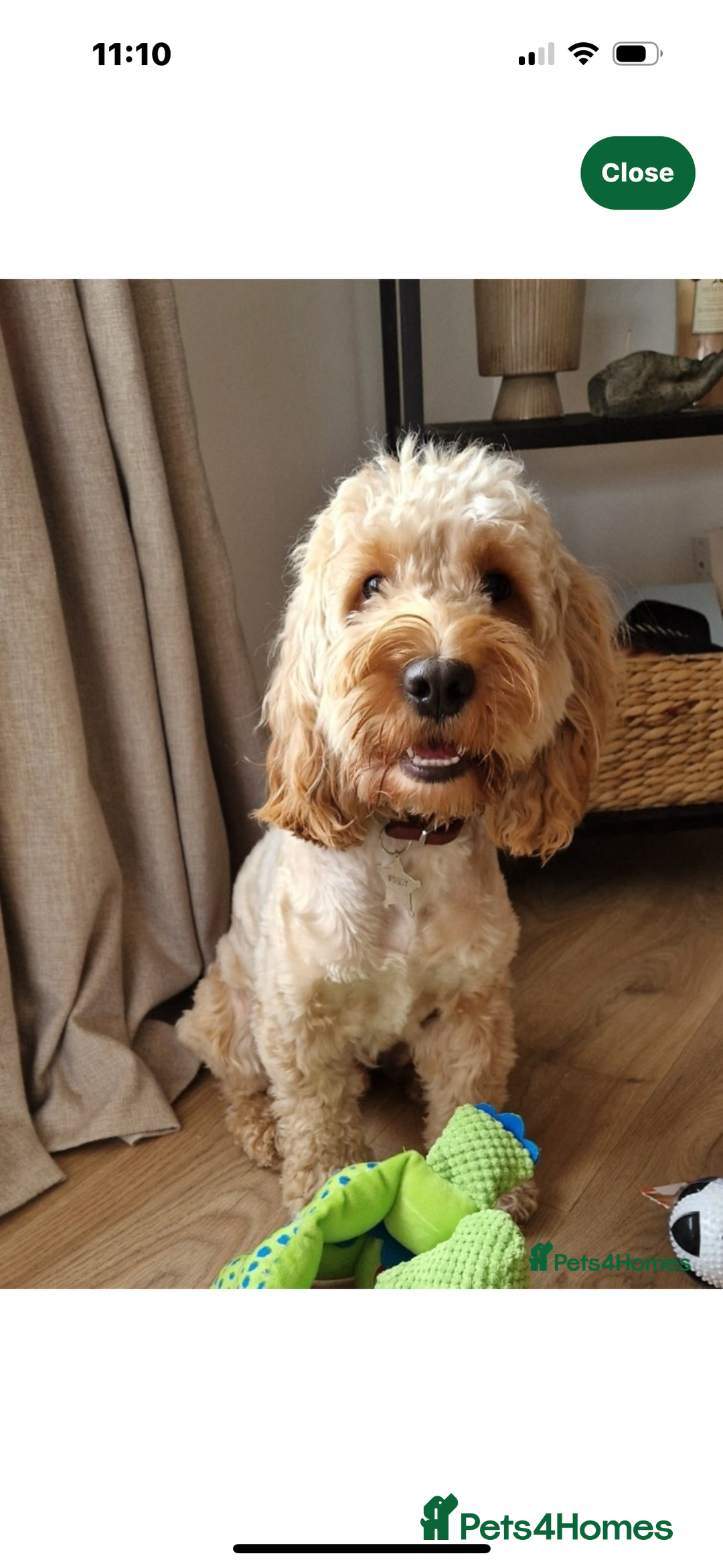 Cockapoo dogs for sale: Cockapoo puppies 🐶  - Advert 14