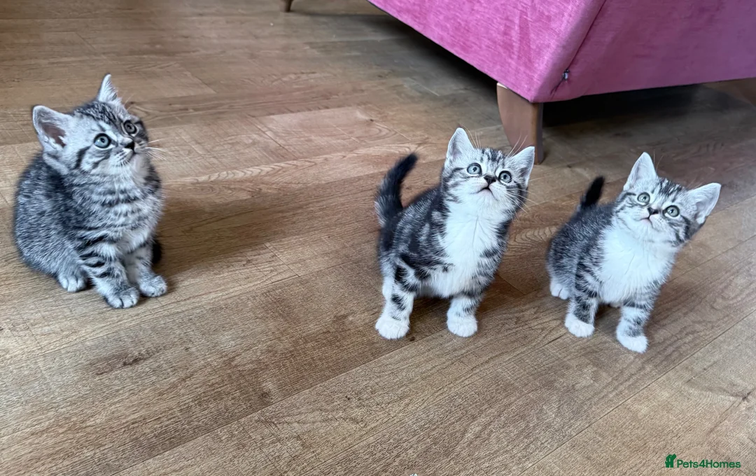 British Shorthair cats for sale: Silver Tabby British Shorthair in Haywards Heath - Advert 19