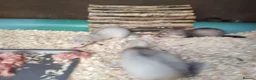 Ferret rodents for sale: Micro x semi angora - Advert 4