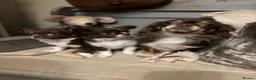 Chihuahua dogs for sale: 🐾 Long-Haired Chihuahua Girls – Betsy & Binky 🐾 - Advert 1