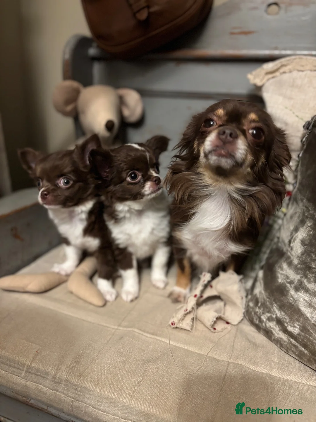Chihuahua dogs for sale: 🐾 Long-Haired Chihuahua Girls – Betsy & Binky 🐾 - Advert 1