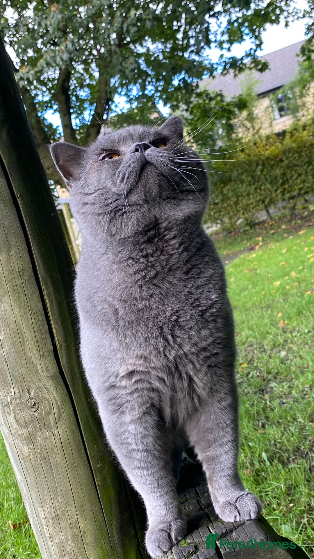 British Shorthair cats for stud: Meet Leo, Active Registered GCCF BHS Stud in Clitheroe - Advert 13
