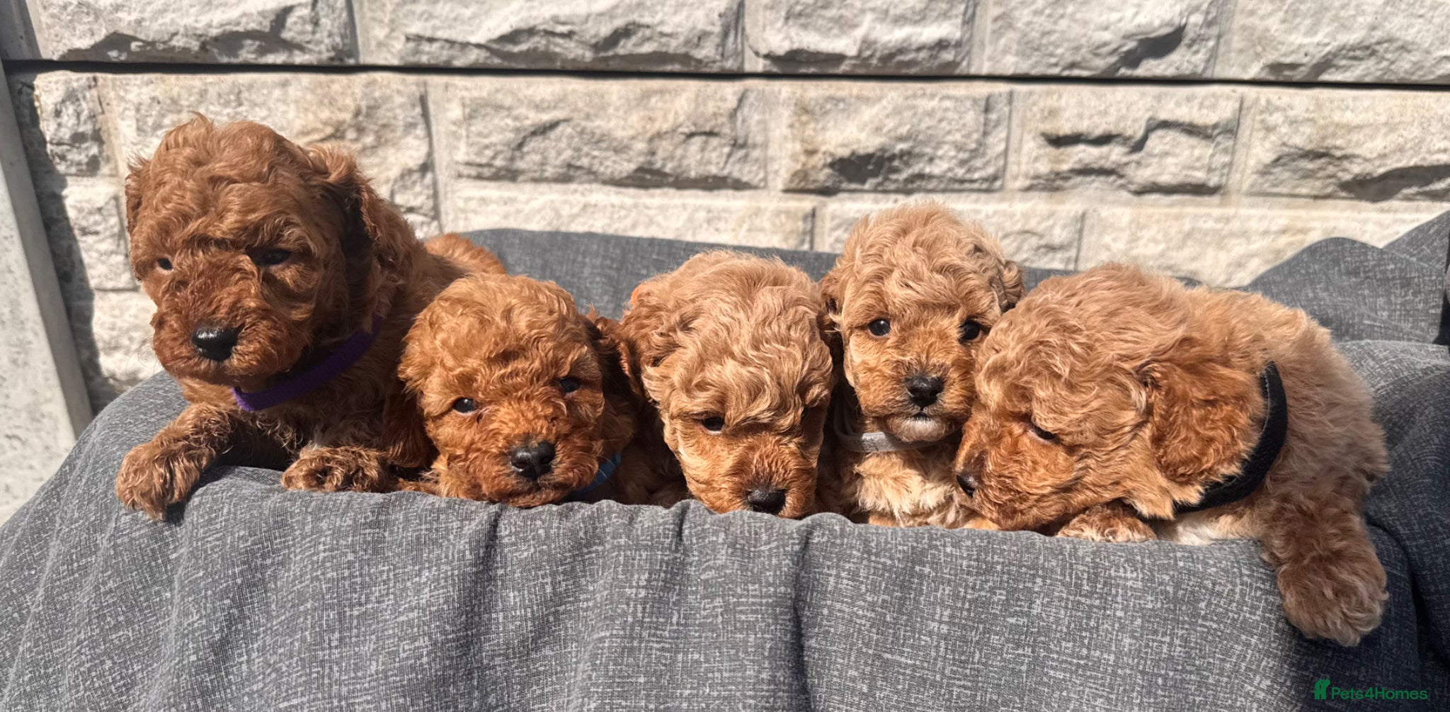 Toy Poodle dogs Beautiful red toy poodles  - Advert 1