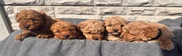 Toy Poodle dogs for sale: Beautiful red toy poodles  - Advert 1