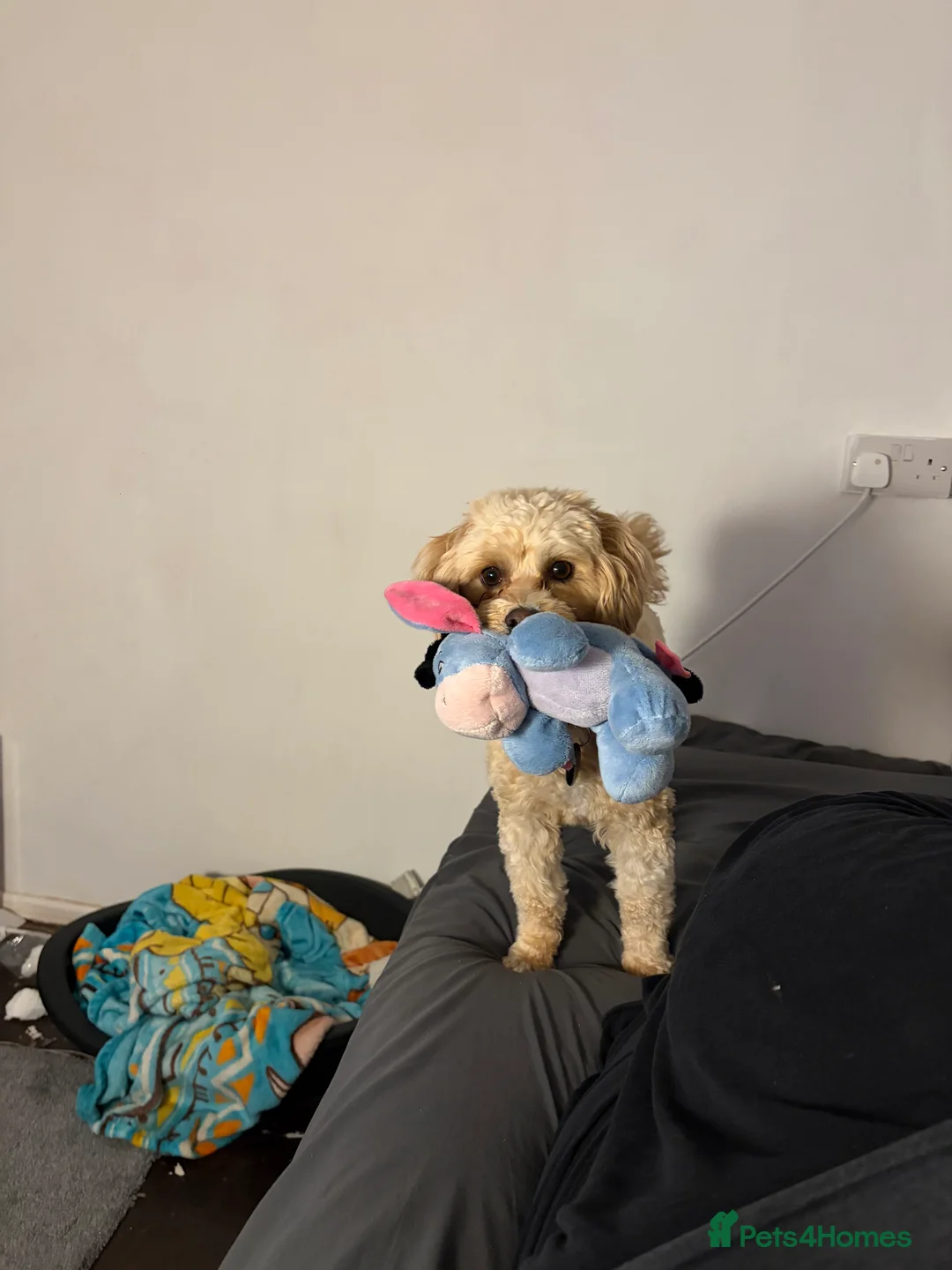 Maltipoo dogs for sale: Rehome 2yr old maltipoo boy - Advert 5
