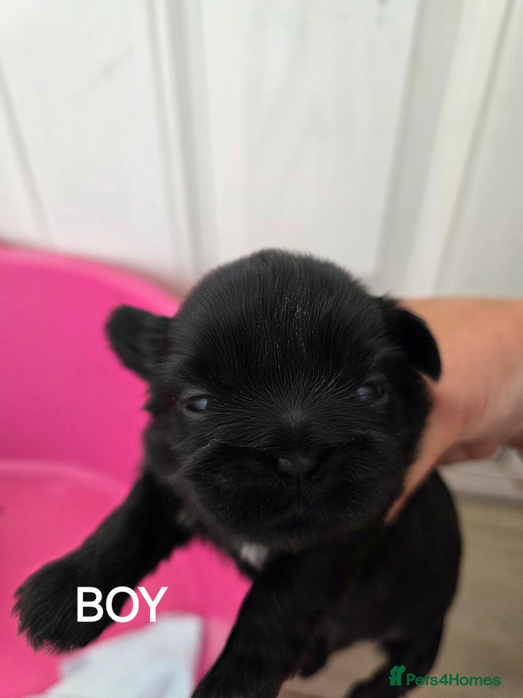 Shih Tzu dogs for sale: Stunning full pedigree miniature shih tzu puppies  - Image 6