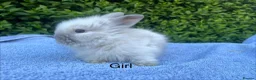 Lionhead rabbits for sale: Beautiful mini double maned lionheads bunnies  - Advert 3