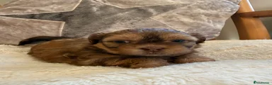 Shihpoo 4