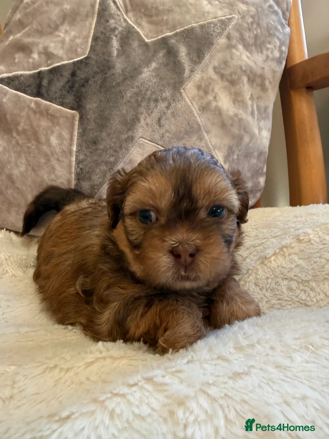 Shihpoo dogs for sale: Beautiful Shihpoo Puppies - Advert 2