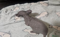 Sphynx cats for sale: From odd eyes father elf shpynx tica pedigree.  - Image 11