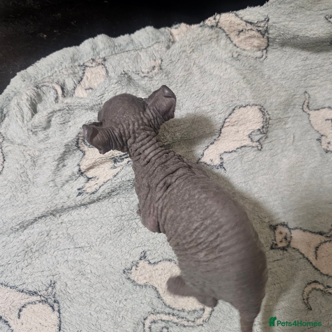 Sphynx cats for sale: From odd eyes father elf shpynx tica pedigree.  - Image 11