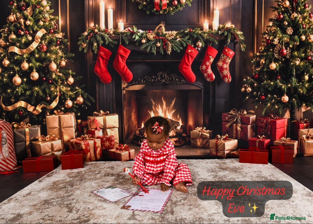 Miniature Poodle dogs for sale: Beautiful gentle boy  - Advert 4