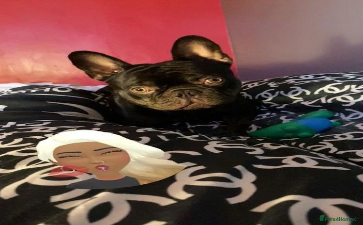 French Bulldog dogs - Advert 1