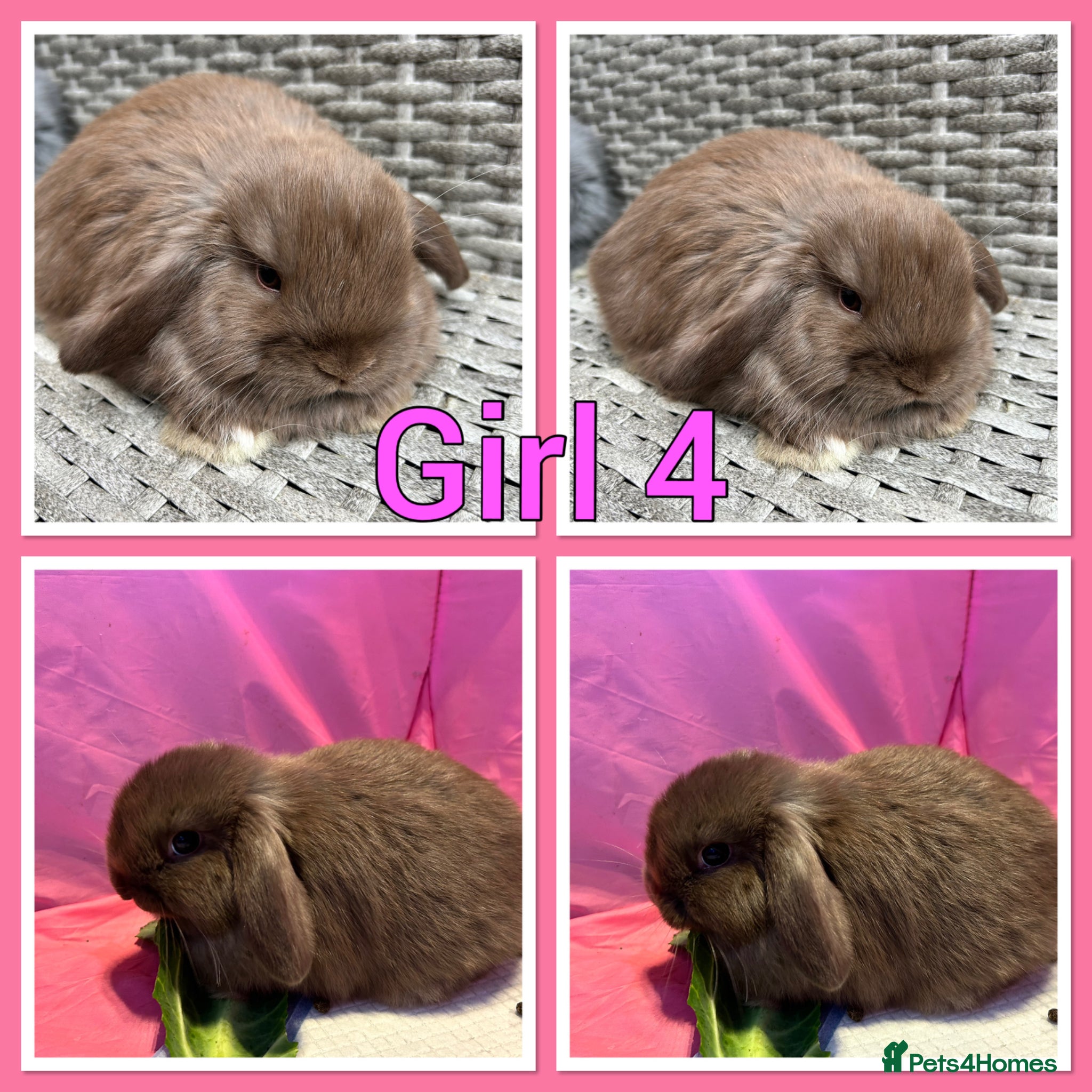 Mini Lop rabbits Mini lop babies  - Advert 6