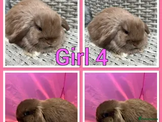Mini Lop rabbits Mini lop babies - Advert 6