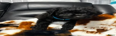 Cavapoo 1