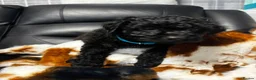 Cavapoo dogs for sale: Fb1 Cavapoos  - Advert 4
