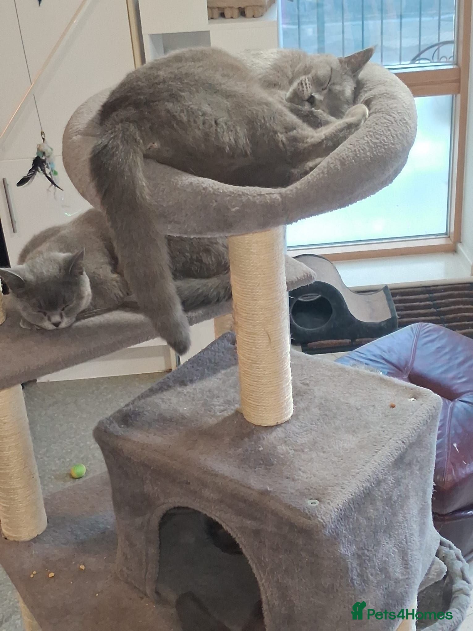 British Shorthair cats Pj, daisy and boujie - Advert 1