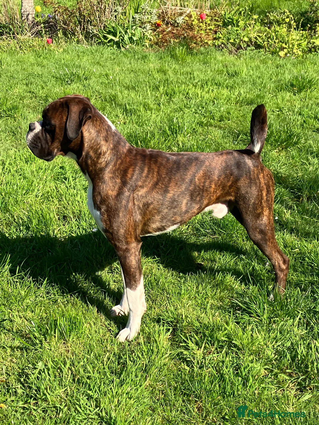 Boxer dogs for stud: Health tested proven boy for stud in Llanelli - Advert 3