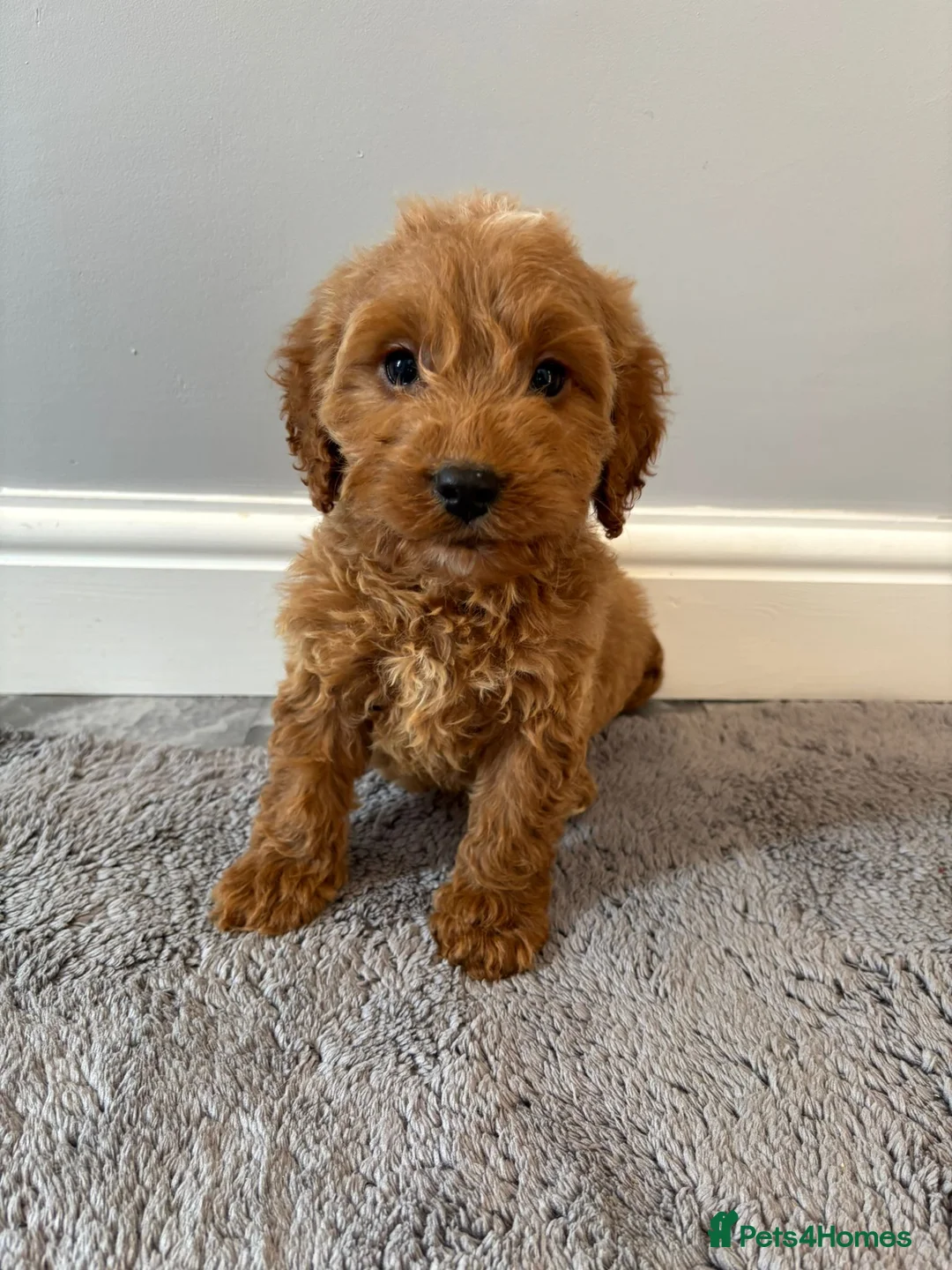 Cockapoo dogs for sale: Cockapoo puppies ready now  - Advert 15