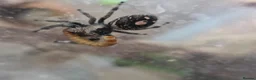 Spiders invertebrates for sale: Phidippus regius Bahamas  - Advert 3