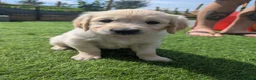 Golden Retriever dogs for sale: LAST GIRL Chunky cream and golden puppy  - Advert 2