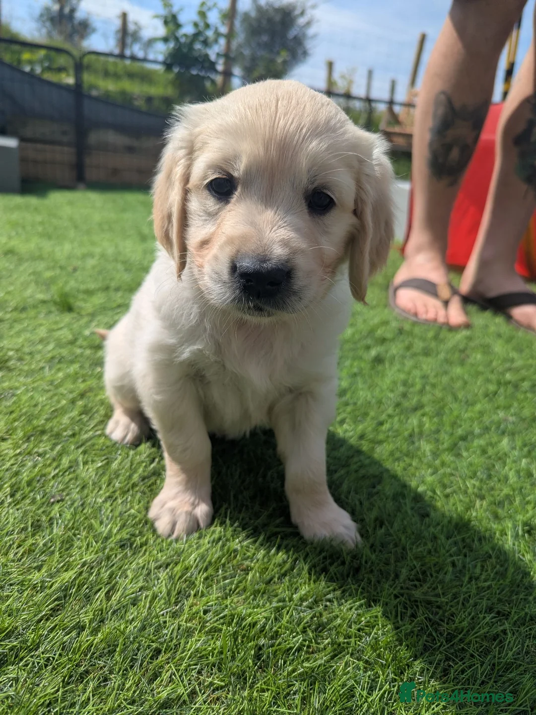 Golden Retriever dogs for sale: LAST GIRL Chunky cream and golden puppy  - Advert 2