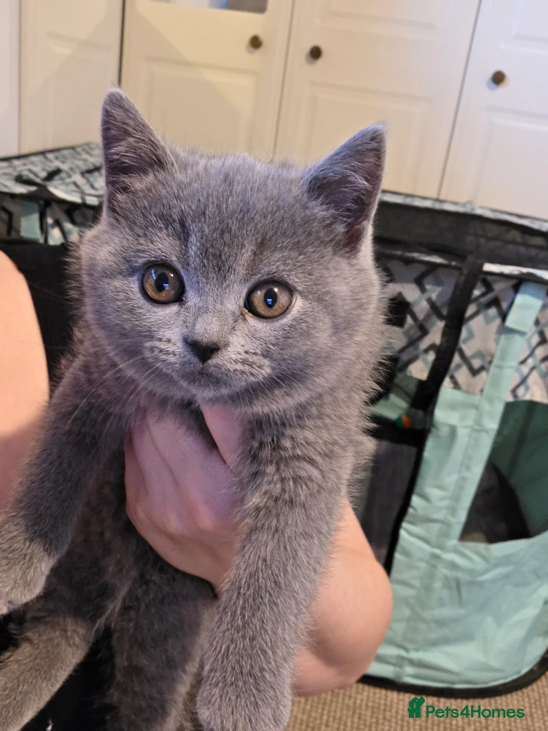 British Shorthair cats for sale: 🐱BRITISH SHORTHAIR🐱 - Advert 13