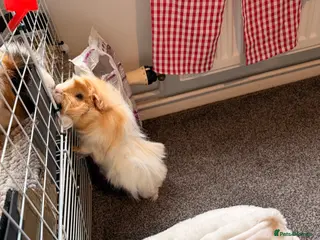 Guinea Pig rodents Boar guinea pig Abyssinian - Advert 1