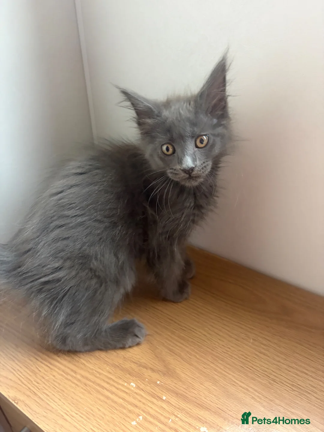 Maine Coon cats for sale: Maine coon kittens - Advert 10