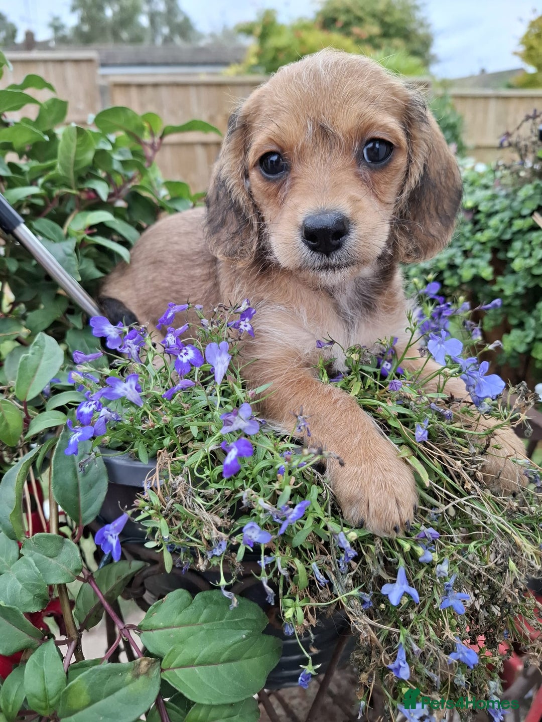 Mixed Breed dogs for sale: Daxiepoo puppies -miniature dachshund x toy poodle - Image 9
