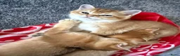 British Shorthair cats for sale: 🐾 Beautiful British Shorthair Golden Kittens 🐾 - Advert 17