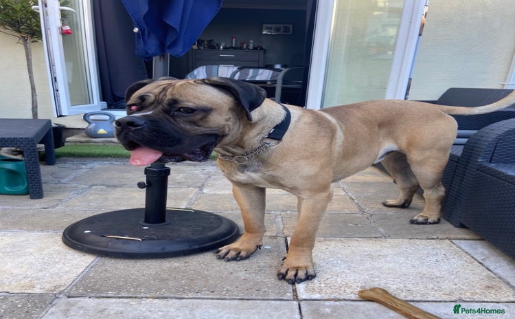 Mixed Breed dogs - Advert 3