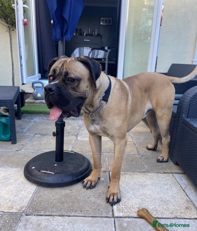 Mixed Breed dogs - Advert 2