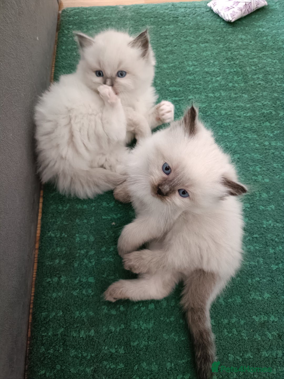 Ragdoll cats for sale: 💞 Beautiful Ragdoll 💞 - Image 8