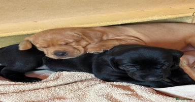 Labrador Retriever dogs - Advert 8