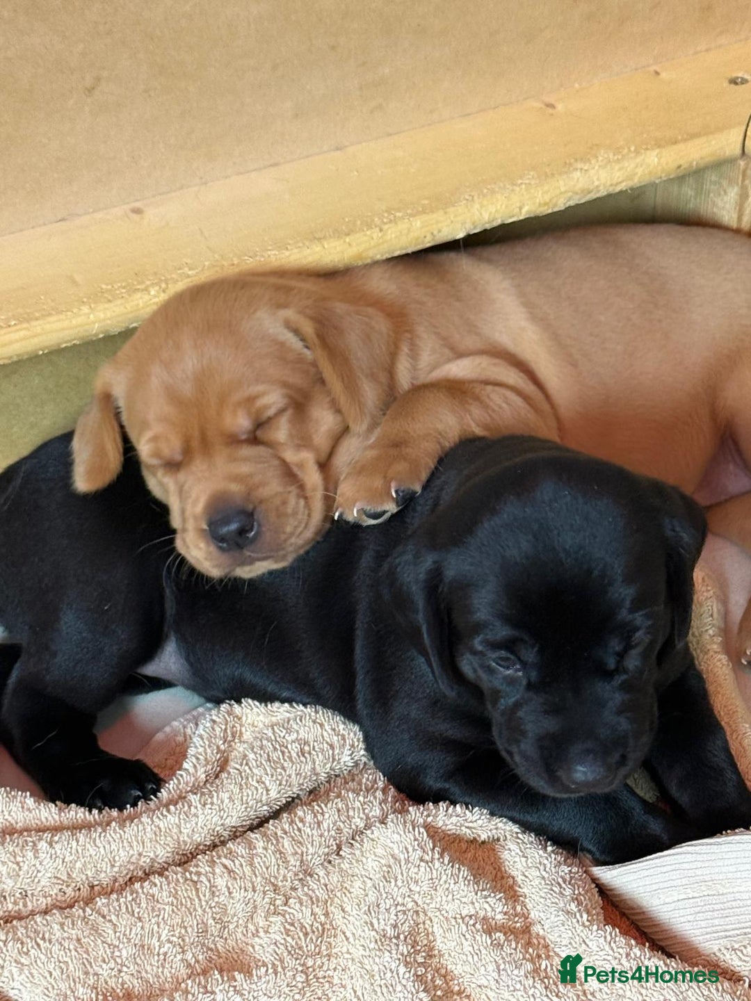 Labrador Retriever dogs for sale: KC Register Labradors Puppies - Advert 2
