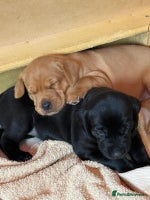 Labrador Retriever dogs - Advert 1