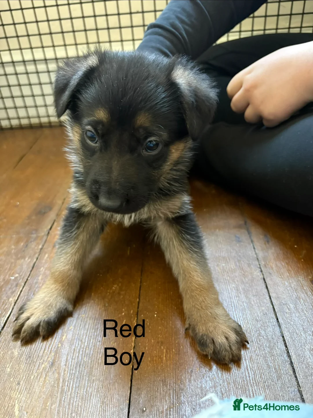 German Shepherd dogs for sale: German shepherd puppies  - Advert 10