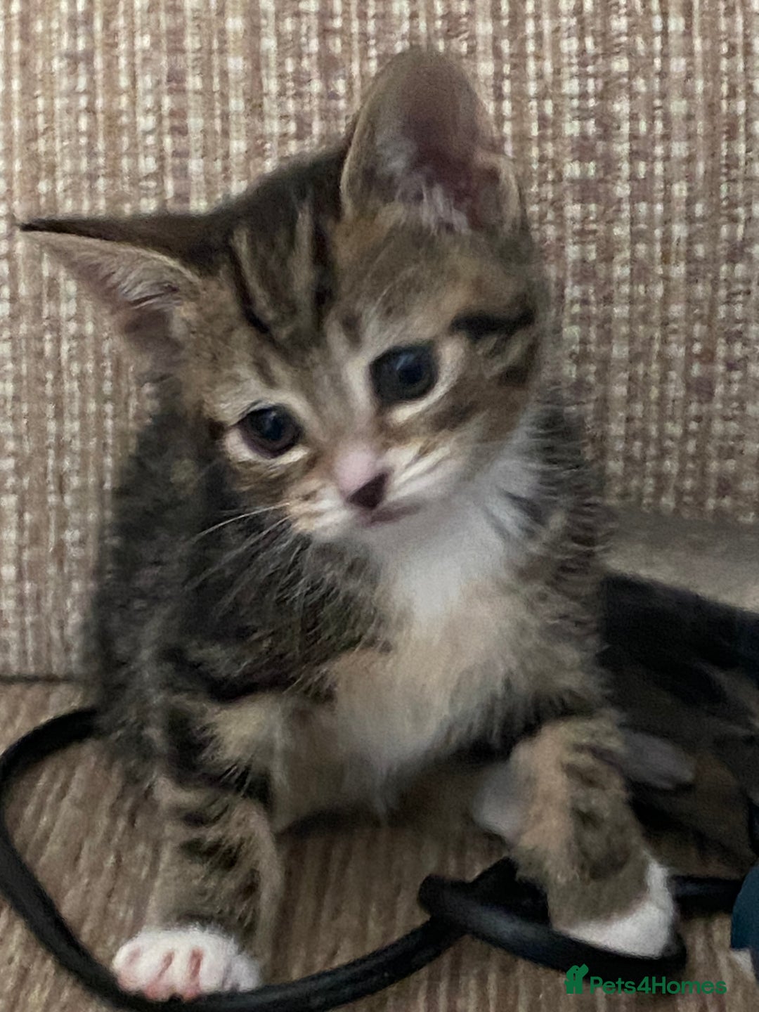 Mixed Breed cats for sale: 7 beautiful kittens - Image 2