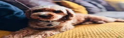 Cavapoo dogs for sale: Cavapoo Puppies - Deposits ready to be taken. - Advert 1