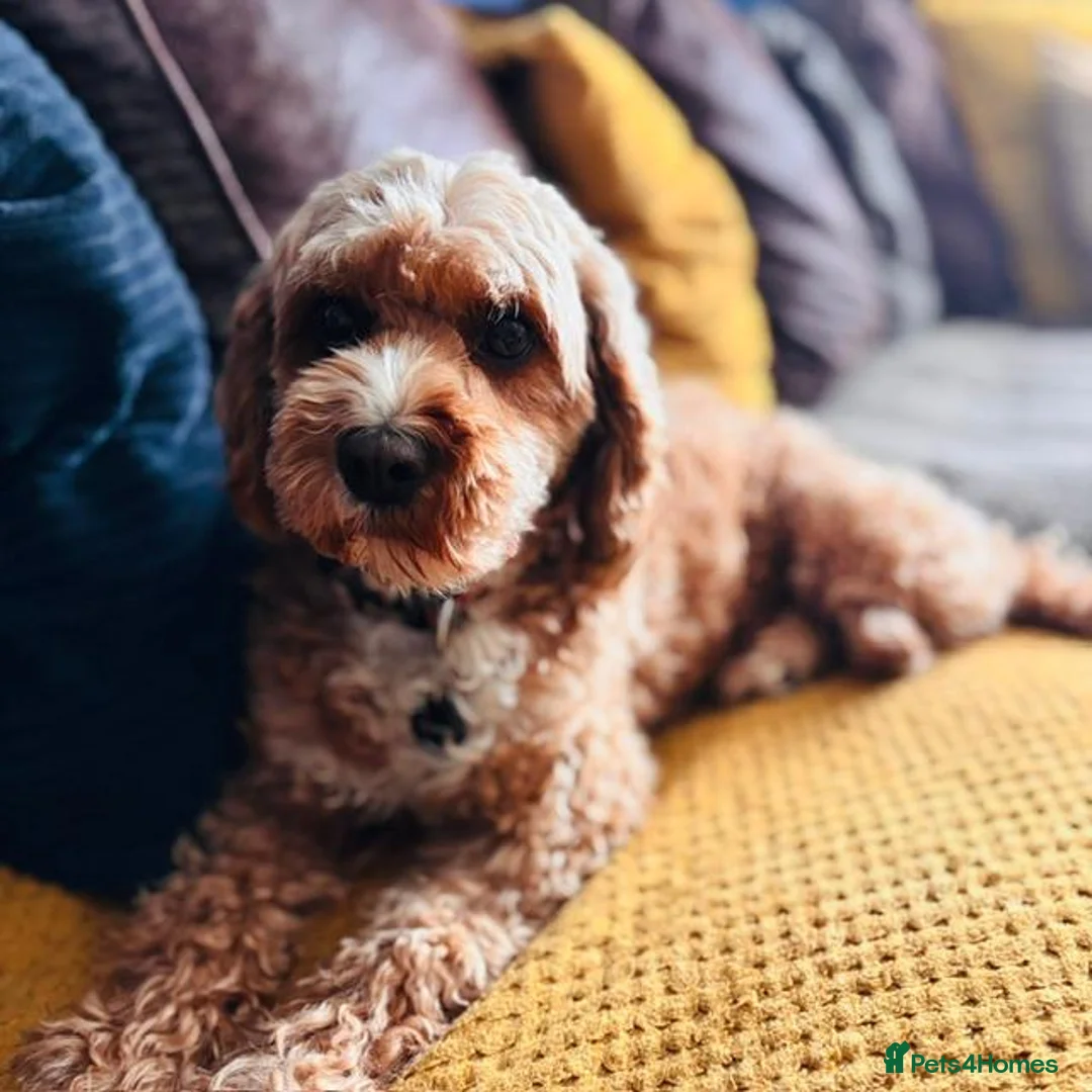 Cavapoo dogs for sale: Cavapoo Puppies - Deposits ready to be taken. - Advert 1