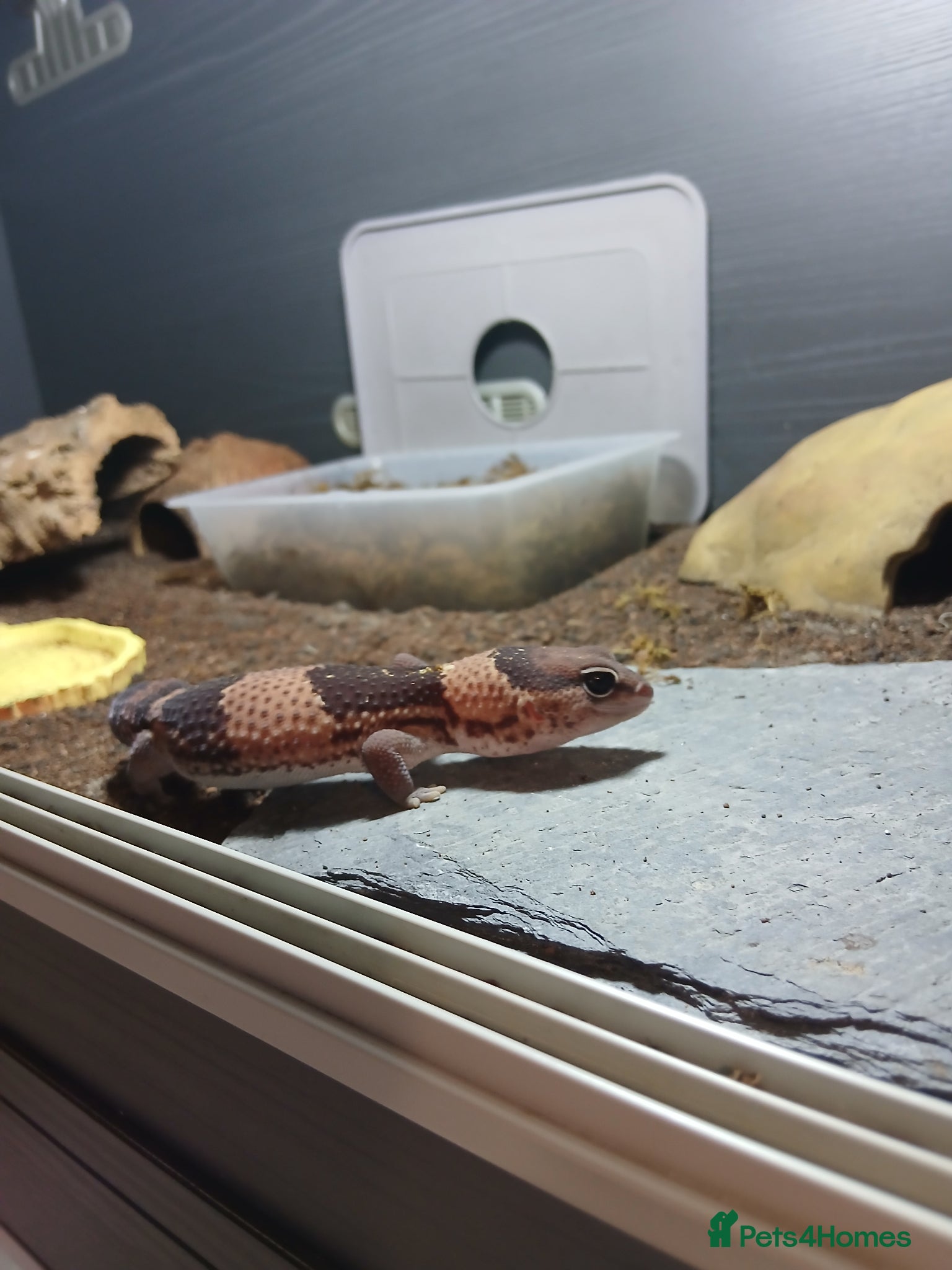 Lizard reptiles Multiple lizards !!PLEASE READ DESCRIPTION!!!  - Advert 1