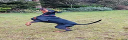 Dobermann dogs for sale: A Stunning strong KC Reg Black & Tan Doberman - Advert 13