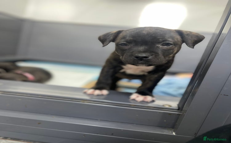 Staffordshire Bull Terrier dogs - Advert 3