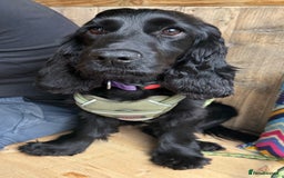 Cocker Spaniel dogs for sale: Female Show Cocker Spaniel for rehoming - Image 2