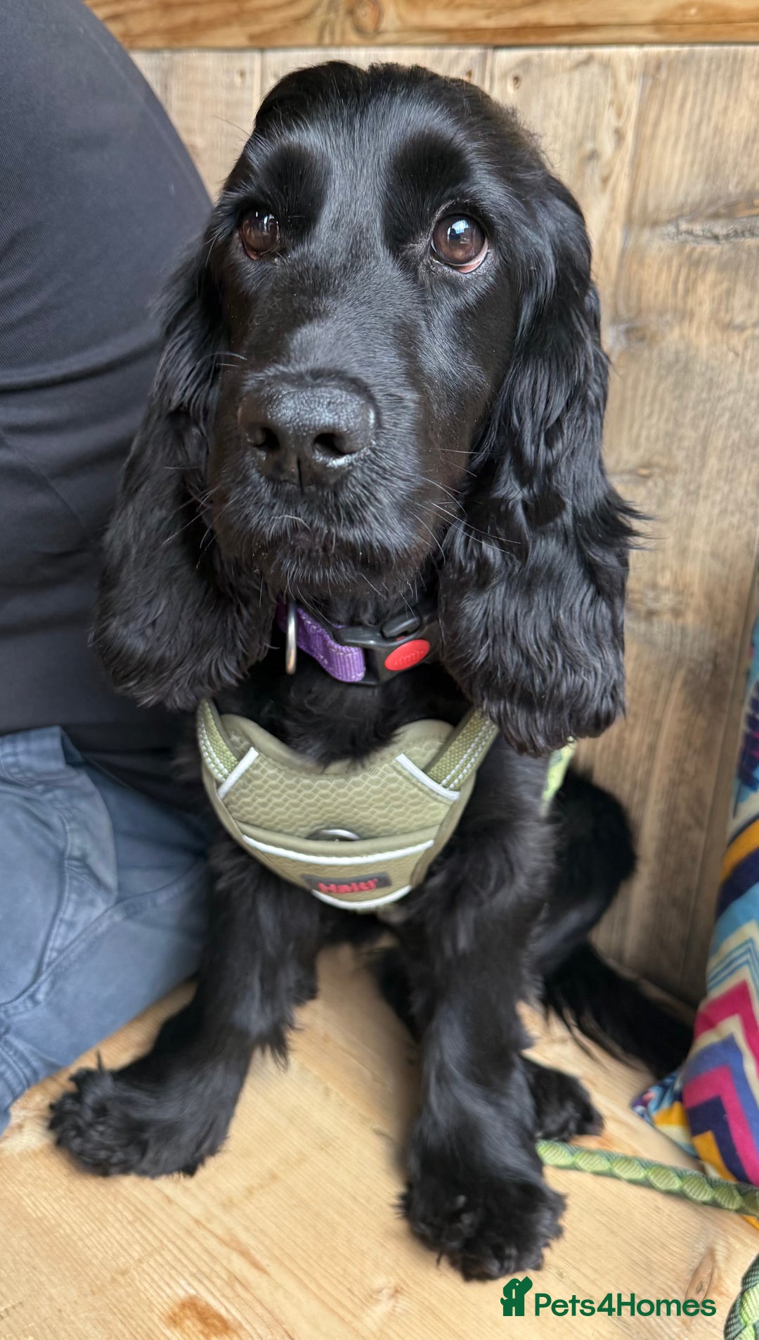 Cocker Spaniel dogs for sale: Female Show Cocker Spaniel for rehoming - Image 2