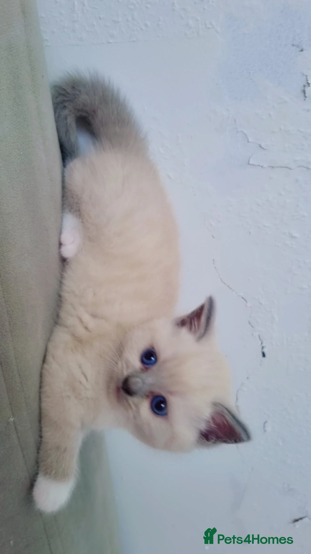 British Longhair cats for sale: Kitten&British long hair and persian - Advert 2