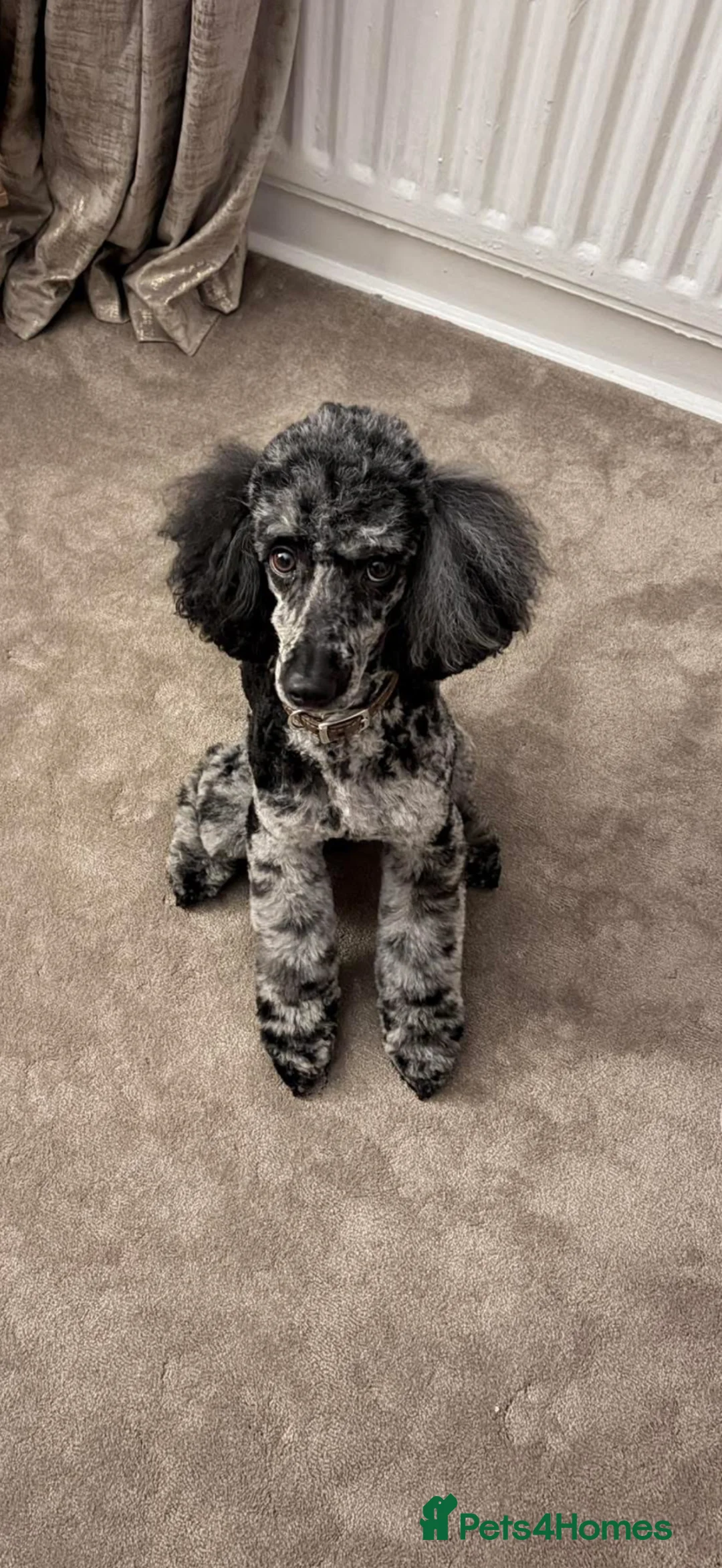 Cockapoo dogs for sale: Stunning f1b cockapoos  in Durham - Advert 15
