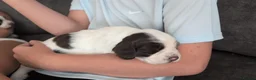 English Springer Spaniel dogs for sale: English Springer Spaniel  in Bridgend - Advert 8